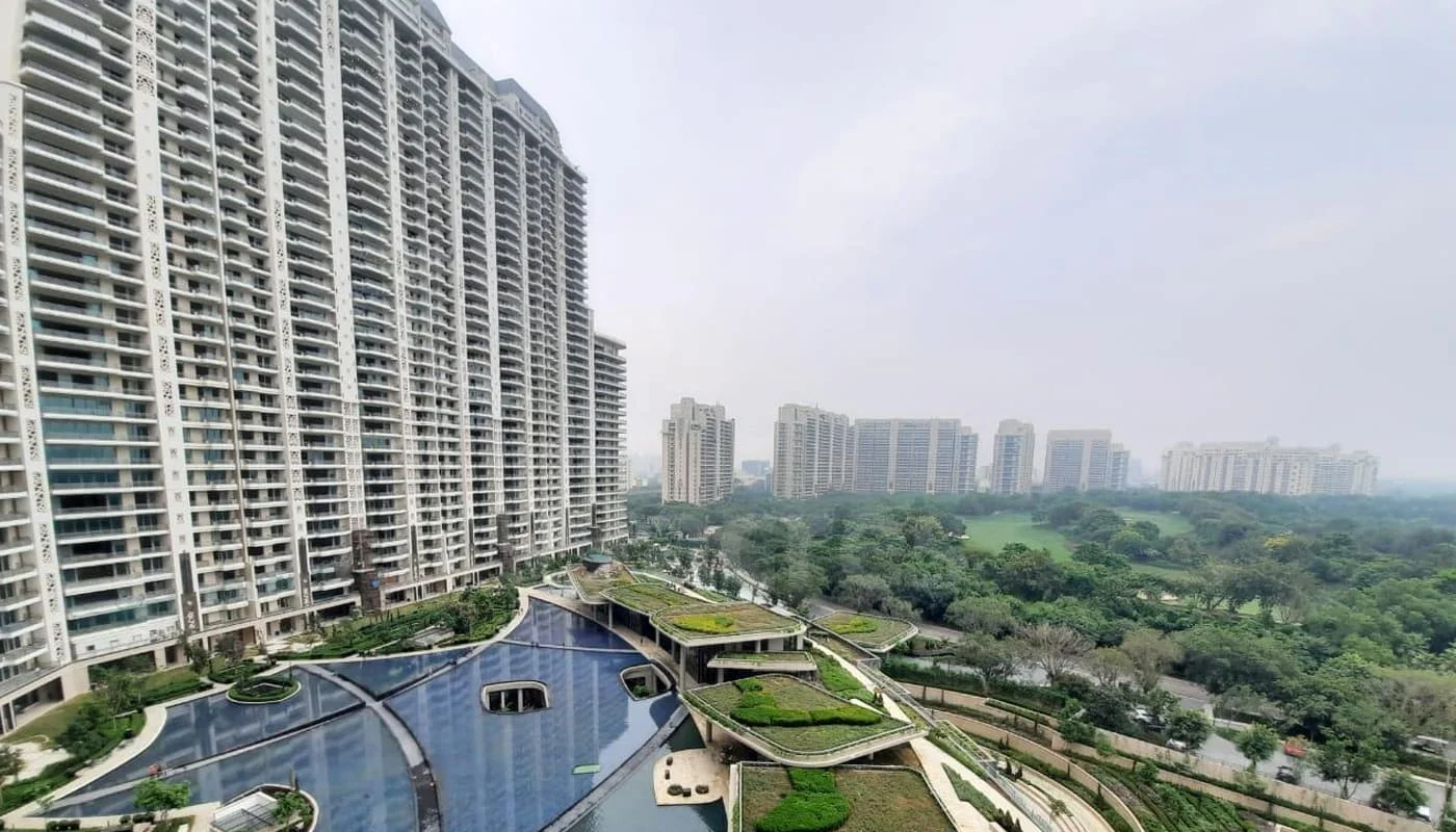 DLF Camellias